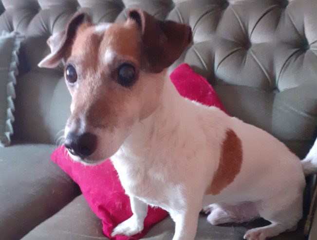 Police re-unite snatched dog with owner