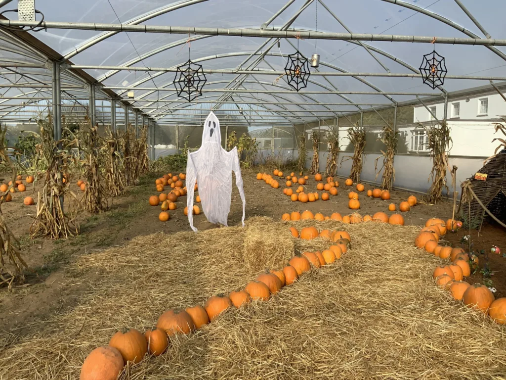 Pumpkins 2 - News for Peterborough and Cambridgeshire News for Peterborough and Cambridgeshire -