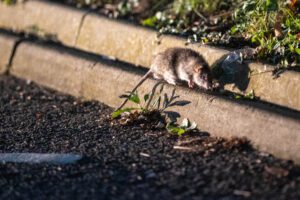 Rats swarm across take away car park