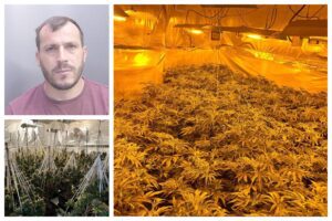 £95,000 cannabis grower jailed