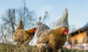 Cambridgeshire set for avian flu lockdown from Monday