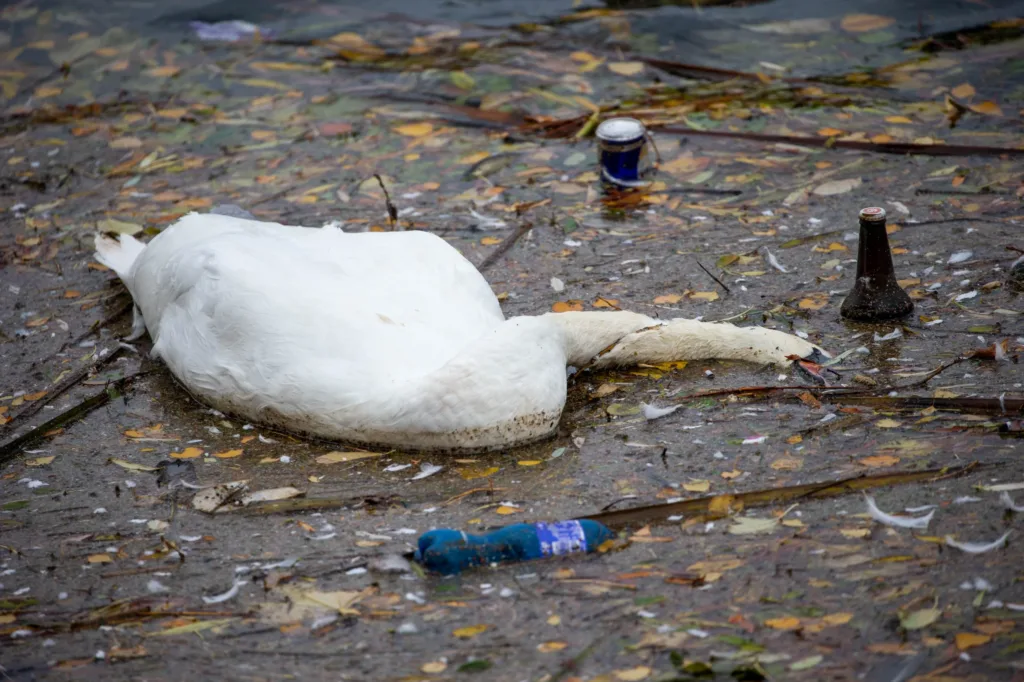 Possible bird flu as 3 dead swans, 1 dead goose and a dying swan are spotted on the River Nene - News for Peterborough and Cambridgeshire News for Peterborough and Cambridgeshire -
