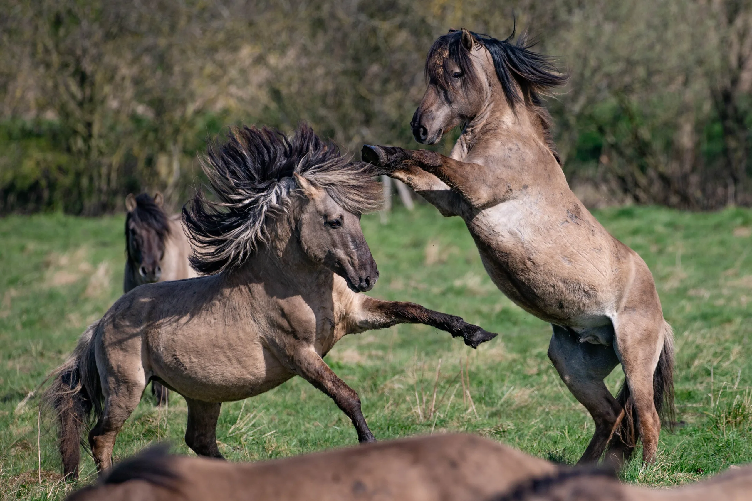 Mayor of Cambridgeshire and Peterborough Dr Nik Johnson said: “This project will create a safer and shorter route for people to get out on their bikes in the fresh air, a year-round path along which students from Wicken could cycle to school, away from the very busy A1123.”
Wild Konik Ponies, Part of a 75 strong herd. Wicken Fen, Ely
Sunday 10 April 2022.
Picture by Terry Harris. Mayor of Cambridgeshire and Peterborough Dr Nik Johnson said: “This project will create a safer and shorter route for people to get out on their bikes in the fresh air, a year-round path along which students from Wicken could cycle to school, away from the very busy A1123.”