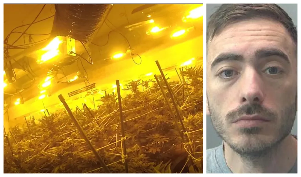 Peterborough cannabis ‘farmer’ had 144 plants across both floors of house