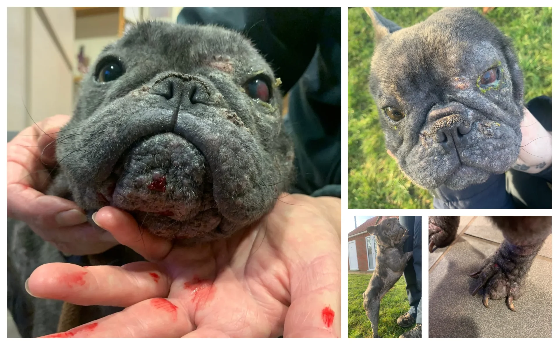 Shocking injuries to French bulldog dumped in Wisbech