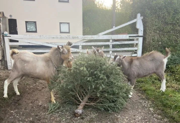 Cambridgeshire goats enjoy Christmas tree ‘treats’