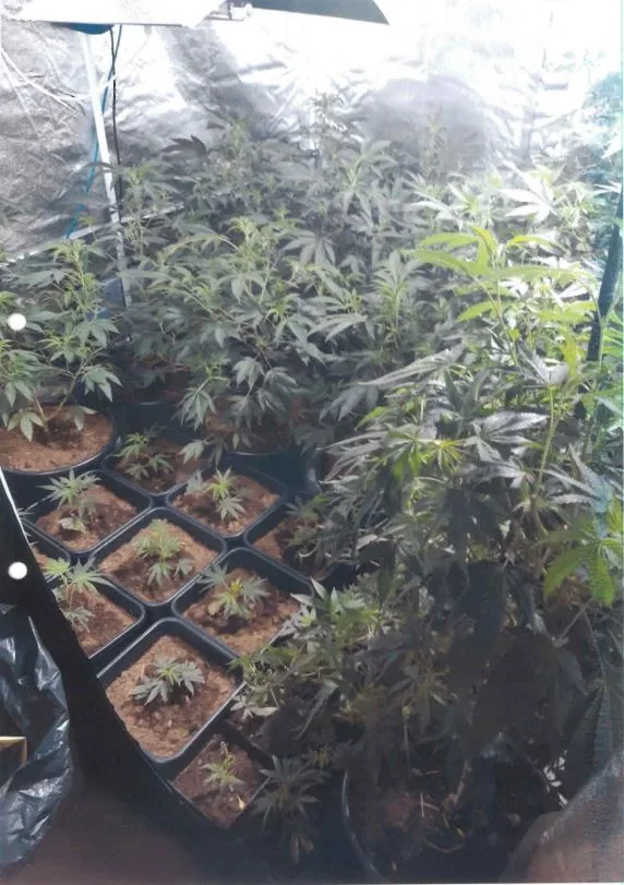 Karl Cooke of March, jailed for five years; photos of the cannabis found at his home.