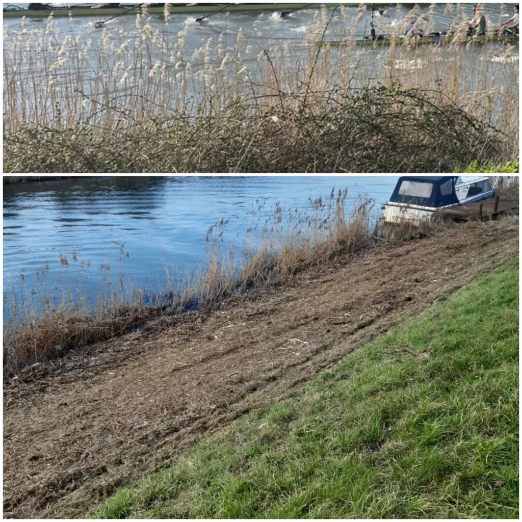 Before and after: The Environment Agency are clearing riverside scrub including thick bramble bushes along a two-mile length of river between Queen Adelaide and Littleport. PHOTO: David Jermy