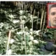 Ardit Pali was caught after DNA and fingerprint evidence  were used to identify him in major cannabis growing operation