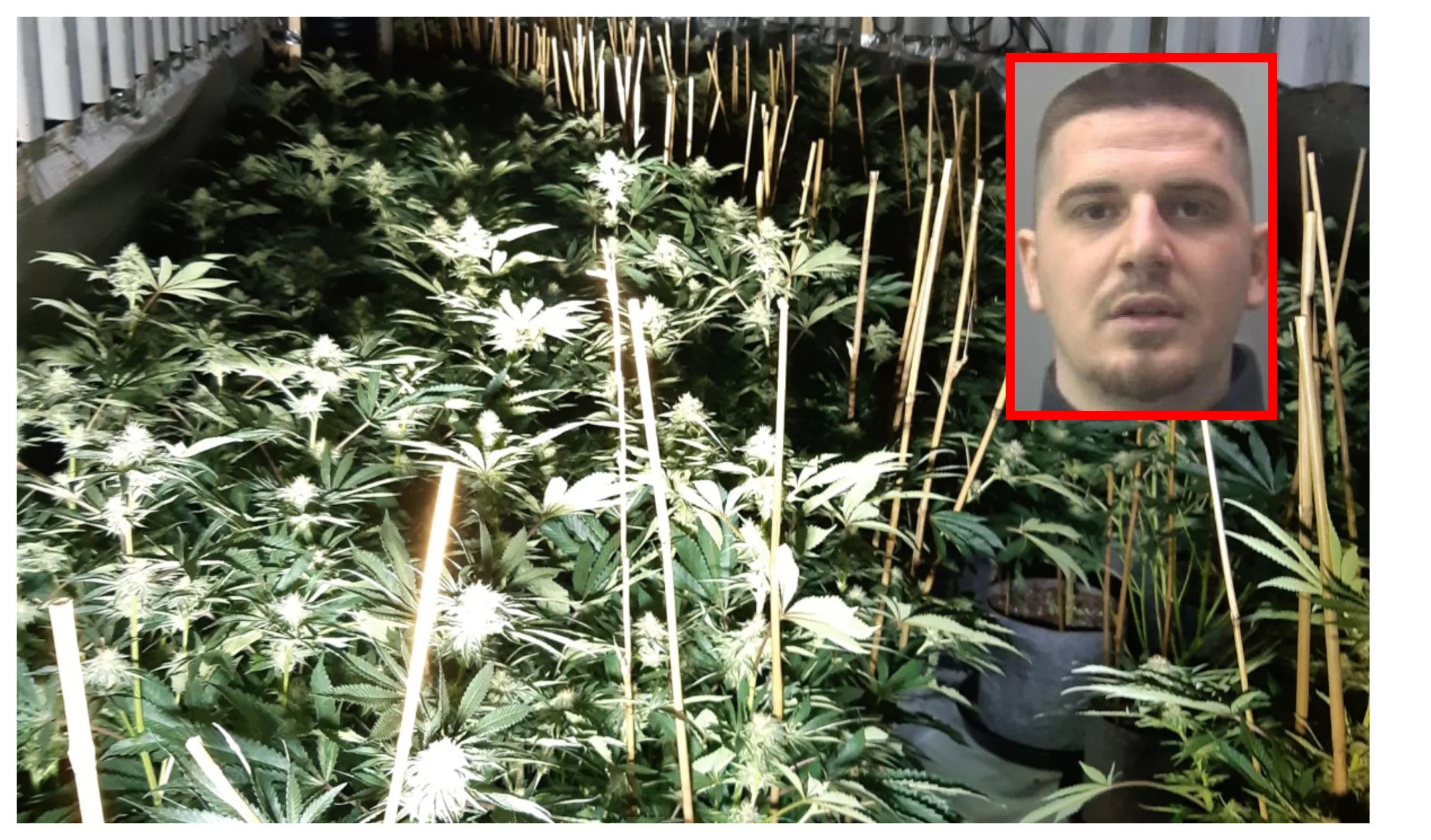 Ardit Pali was caught after DNA and fingerprint evidence  were used to identify him in major cannabis growing operation