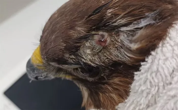 RSPCA: “The bird had clearly been shot a while ago as she was so emaciated, and the wound was infected. While we do not know where the shooting would have happened, this is certainly an offence under the Wildlife and Countryside Act 1981” RSPCA: “The bird had clearly been shot a while ago as she was so emaciated, and the wound was infected. While we do not know where the shooting would have happened, this is certainly an offence under the Wildlife and Countryside Act 1981”