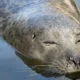 Delighted Boat Haven owners: “At last, I believe we have had a visit from Neil the seal!” PHOTO: The Boat Haven (copyright)