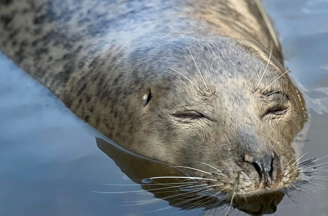 Delighted Boat Haven owners: “At last, I believe we have had a visit from Neil the seal!” PHOTO: The Boat Haven (copyright) Delighted Boat Haven owners: “At last, I believe we have had a visit from Neil the seal!” PHOTO: The Boat Haven (copyright)