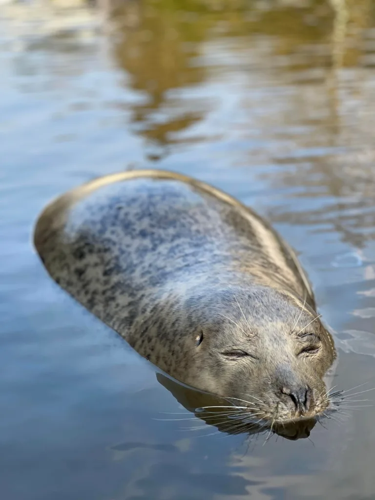 Delighted Boat Haven owners: “At last, I believe we have had a visit from Neil the seal!” PHOTO: The Boat Haven (copyright)