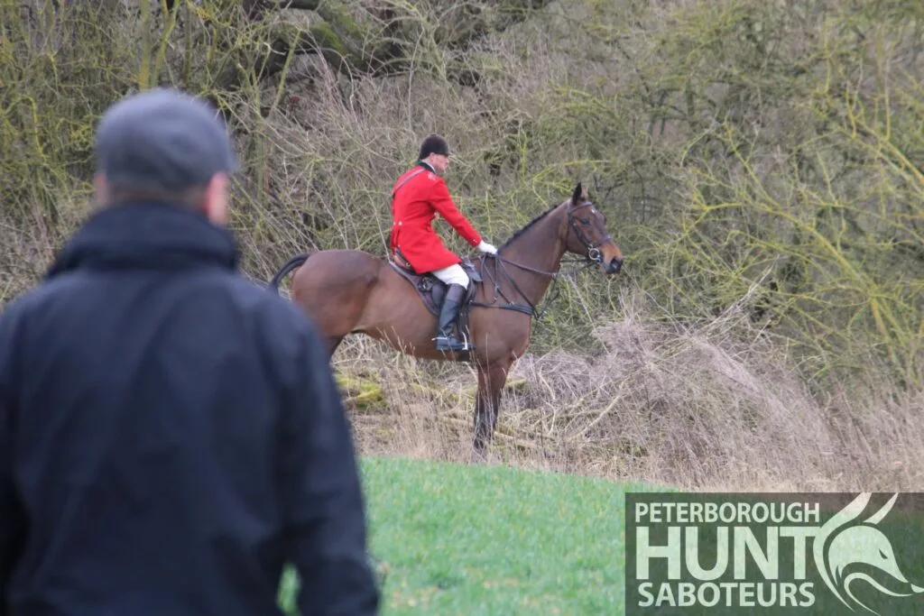Shaun Parrish, 32, is the huntsman at the Fitzwilliam, responsible for controlling and directing the pack during a day’s hunting. Photo: PETERBOROUGH HUNT SABOTEURS Shaun Parrish, 32, is the huntsman at the Fitzwilliam, responsible for controlling and directing the pack during a day’s hunting. Photo: PETERBOROUGH HUNT SABOTEURS