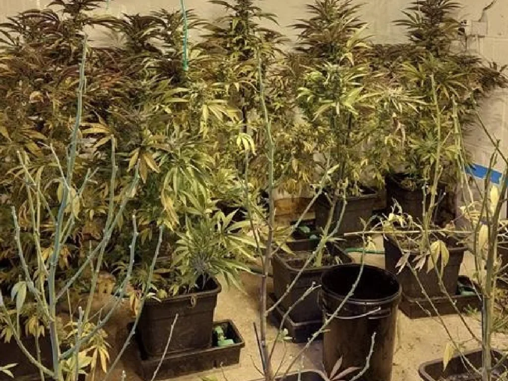 “Two men have been arrested and bailed after police found a cannabis factory on the Norfolk/Cambridgeshire border yesterday afternoon (3 May 2023),” said a spokesperson for Norfolk Police.