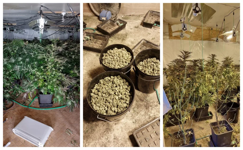 Police bail two suspects after cannabis factory raid near Wisbech