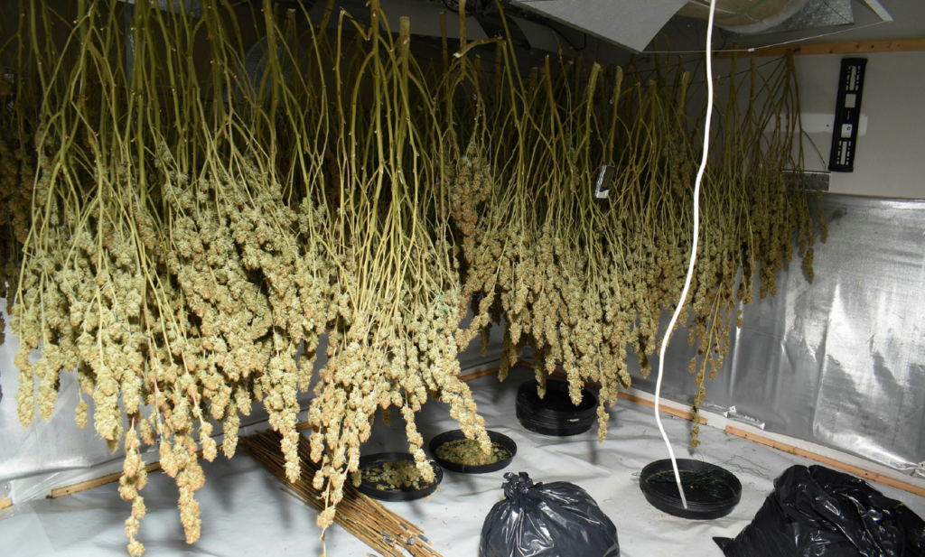 Jail for Peterborough man caught growing £150,000 worth of cannabis plants