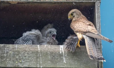 5 kestrel chicks being raised by single parent in box on side of industrial unit., Wisbech