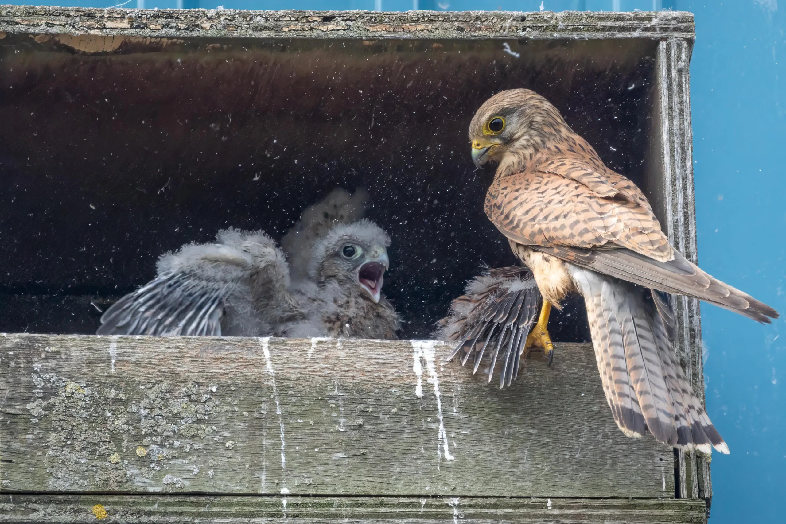 5 kestrel chicks being raised by single parent in box on side of industrial unit., Wisbech