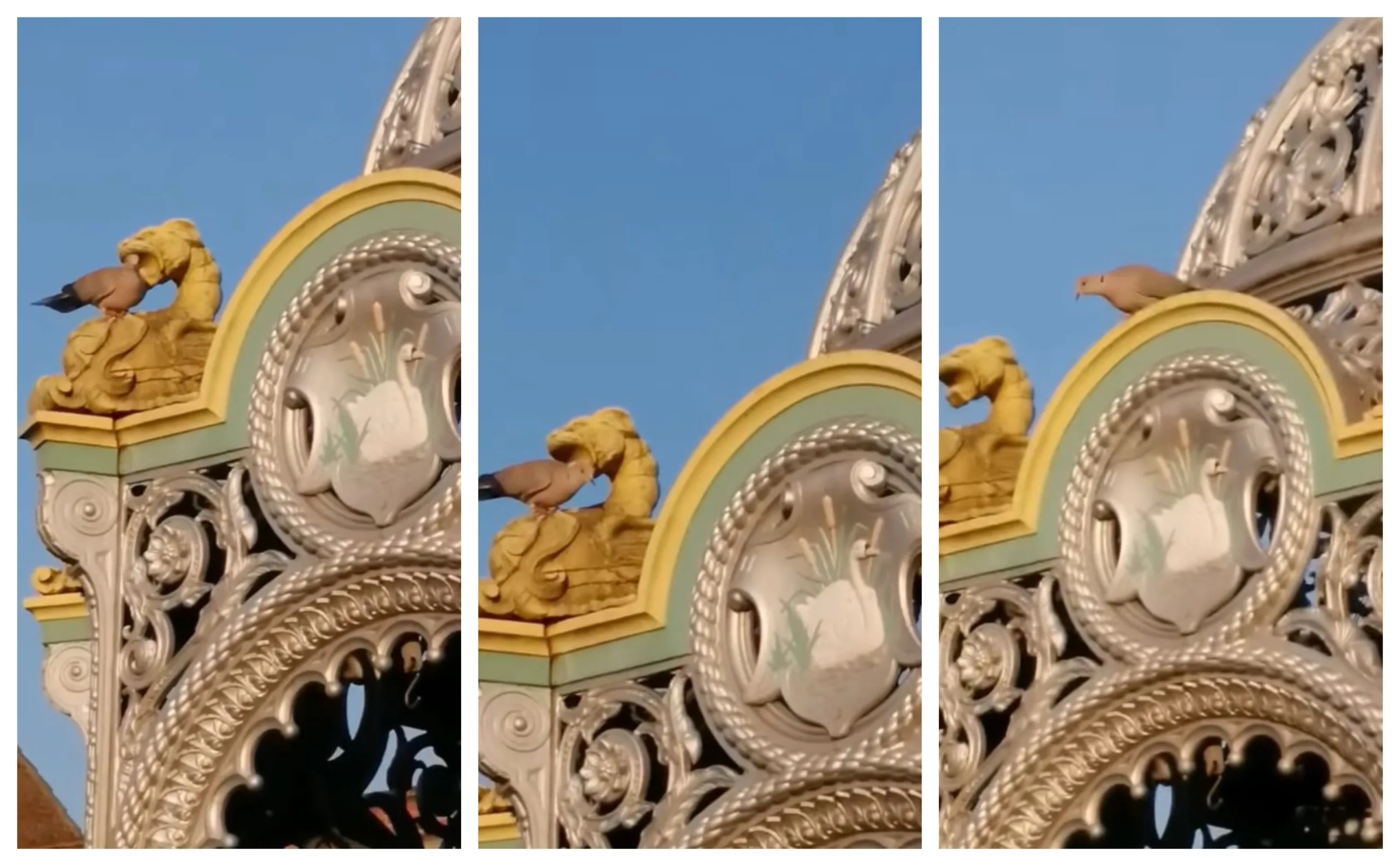 Planned work to dismantle March’s Coronation Fountain as part of the ongoing town centre regeneration has been postponed to protect nesting doves.