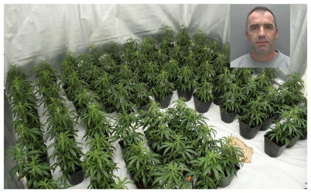 Jail for Peterborough man caught growing £150,000 worth of cannabis