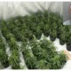 Jail for Peterborough man caught growing £150,000 worth of cannabis plants