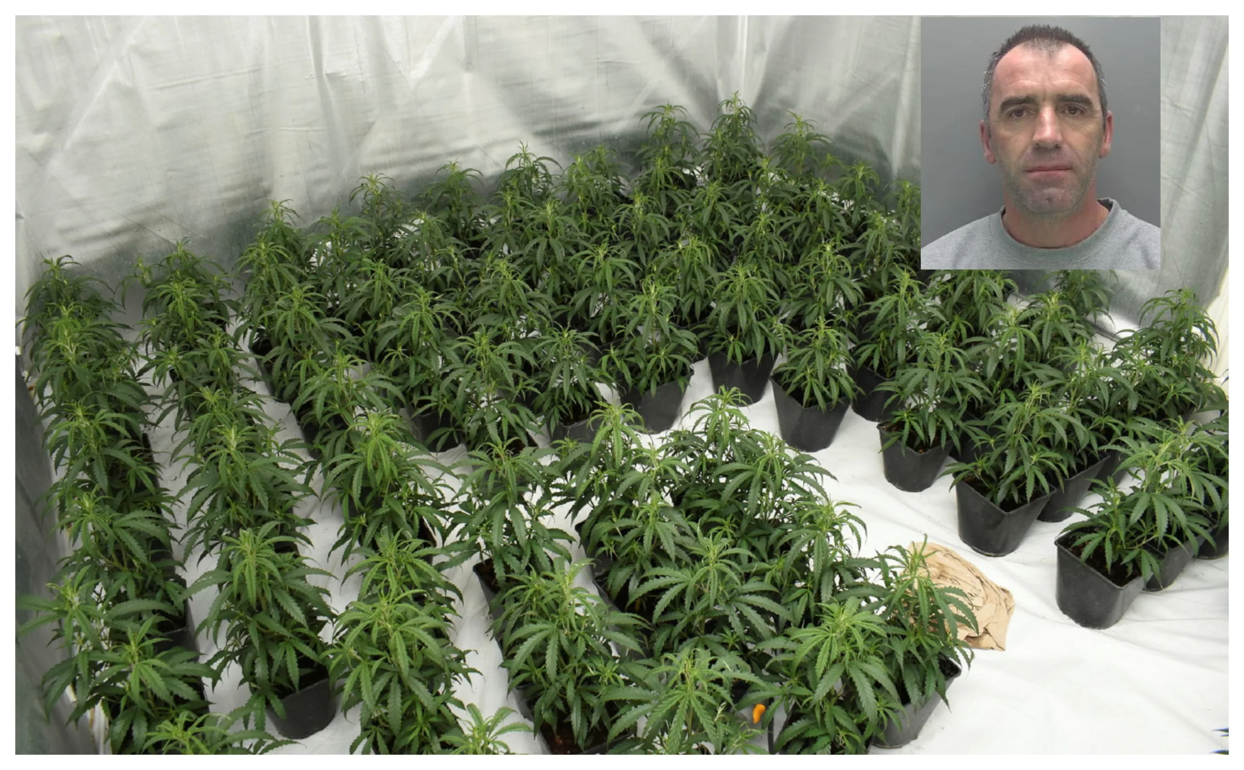 Bujar Gjeci (inset) has been jailed for a year for growing £150,000 worth of cannabis plants at premises in New Road, Woodston. Jail for Peterborough man caught growing £150,000 worth of cannabis plants