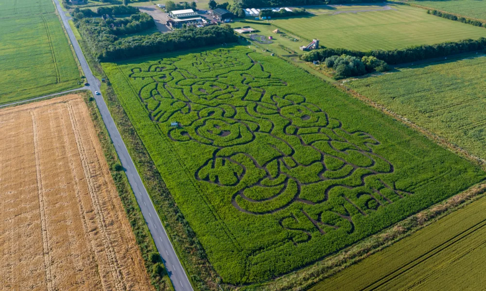Maize Maze “this is going to be a really great summer and we can’t wait to open the doors on the 20th July” Skylark Garden Centre, March Friday 07 July 2023. Picture by Terry Harris
