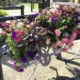 The joy of summer in Wisbech: Caught on camera this week by Wisbech Tweet and showing the array of colourful displays that can be viewed and enjoyed.