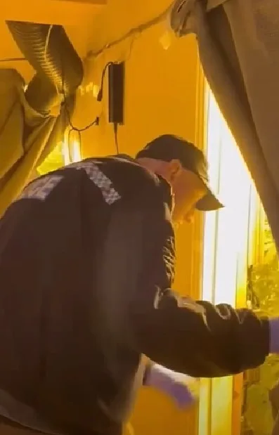 Video footage/images released by Cambridgeshire police give an indication of the scale of the operation to tackle illegal cannabis grows across the county: 19 raids in one month. 