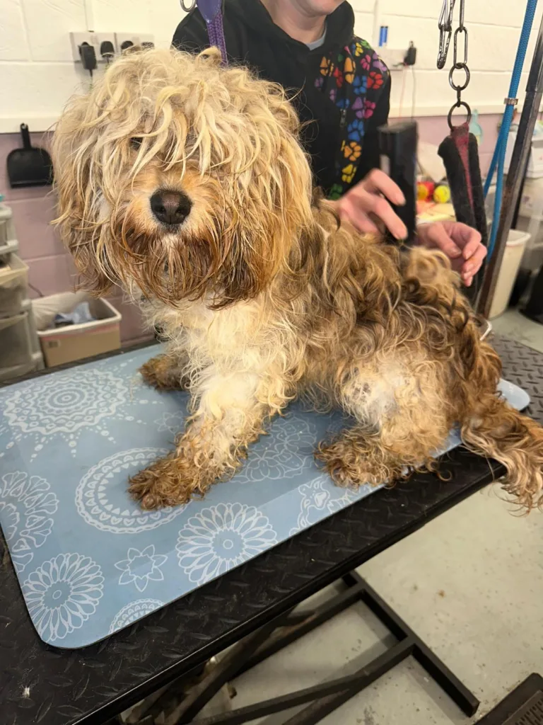 Matted fur had to be removed from the dumped spaniel poodle cross puppies. 