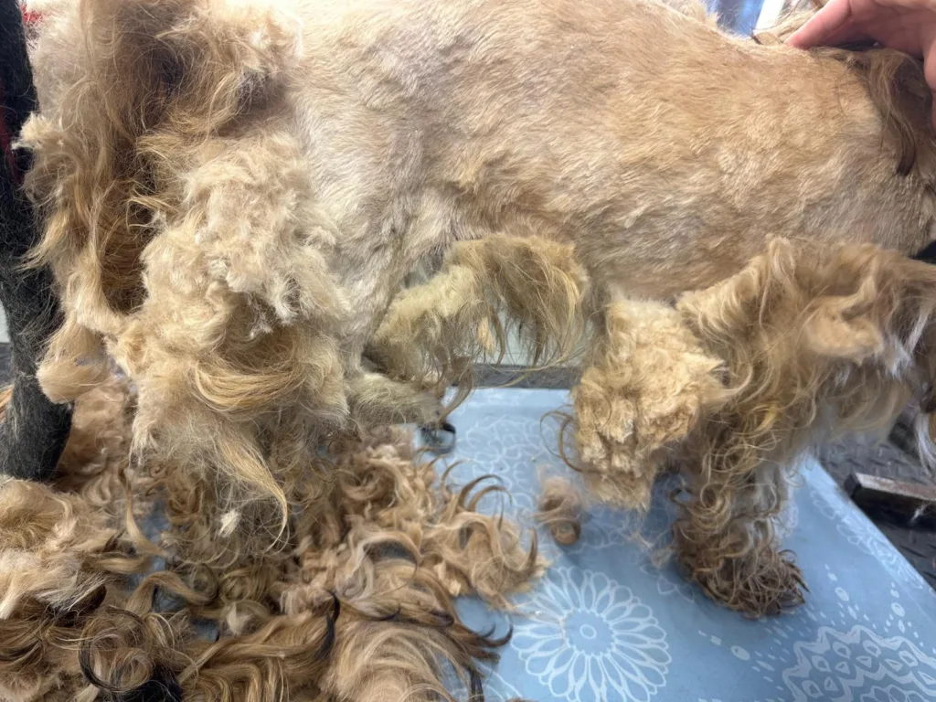Matted fur had to be removed from the dumped spaniel poodle cross puppies.