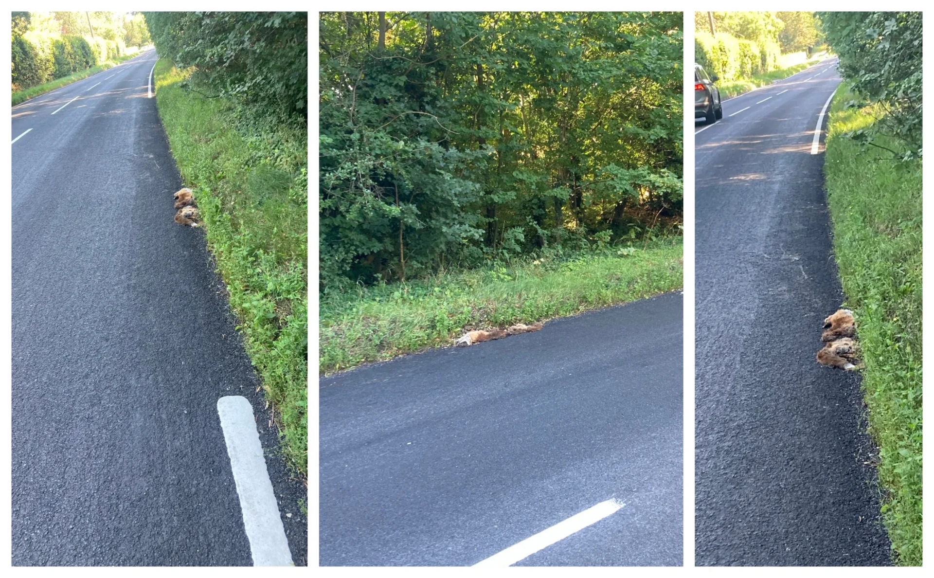 dead fox - News for Peterborough and Cambridgeshire News for Peterborough and Cambridgeshire - The B1043 where workmen were ‘outfoxed’ as they attempted to paint white lines. PHOTO: CambsNews reader