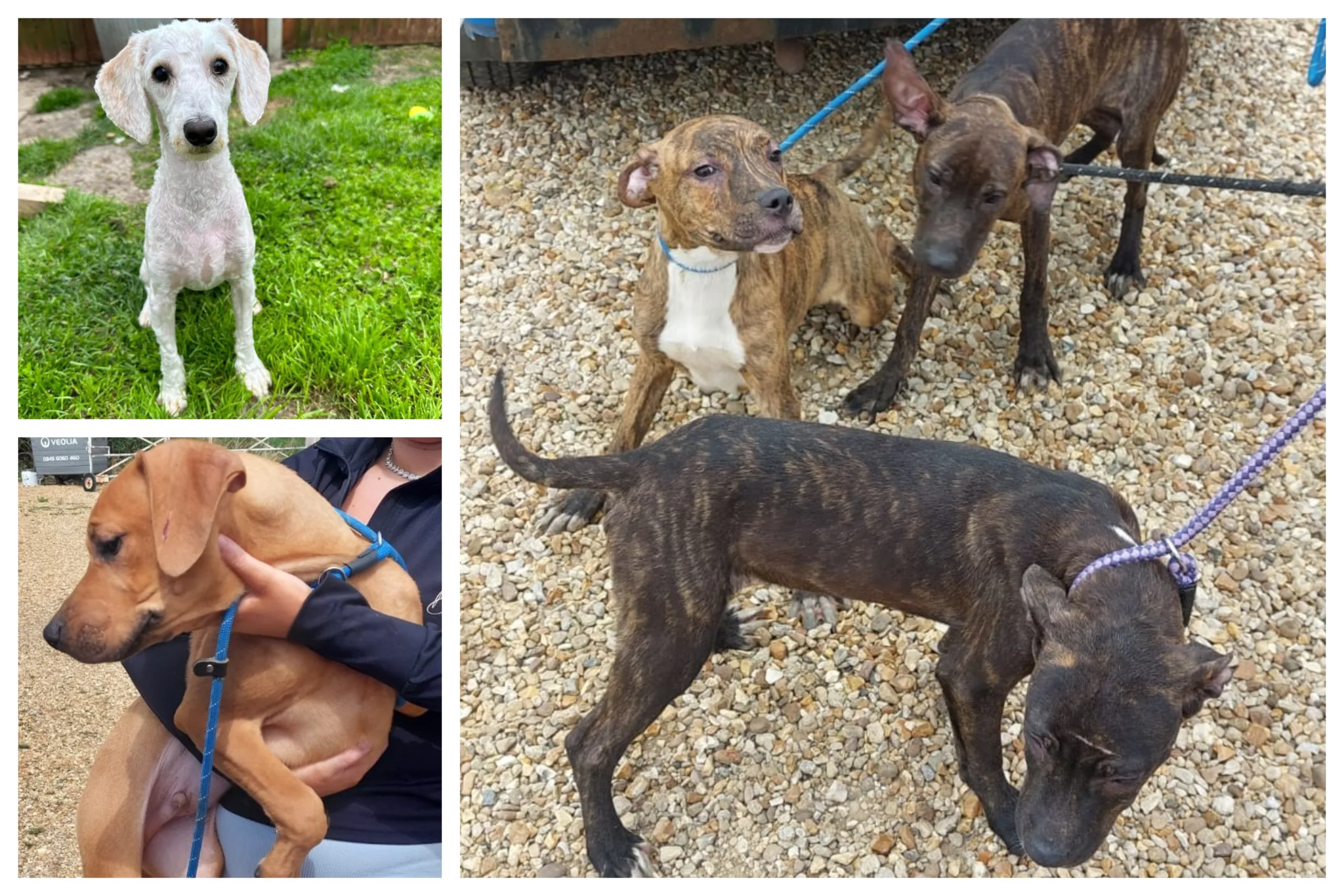 Fenland District Council has released photos of some of the dogs abandoned in recent months. They believe breeders, unable to sell puppies, are to blame.