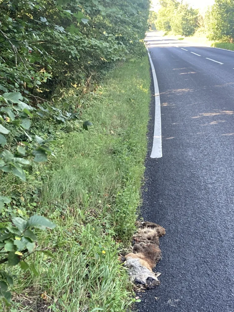 The B1043 where workmen were ‘outfoxed’ as they attempted to paint white lines. PHOTO: CambsNews reader