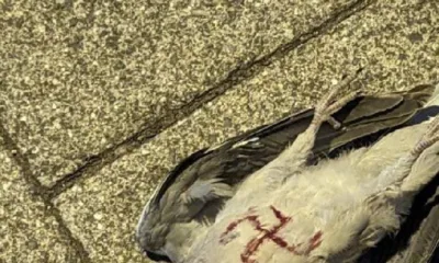 The dead pigeon in High Street, St Neots, with Nazi Swastika, is one of two found in the town in on Tuesday.