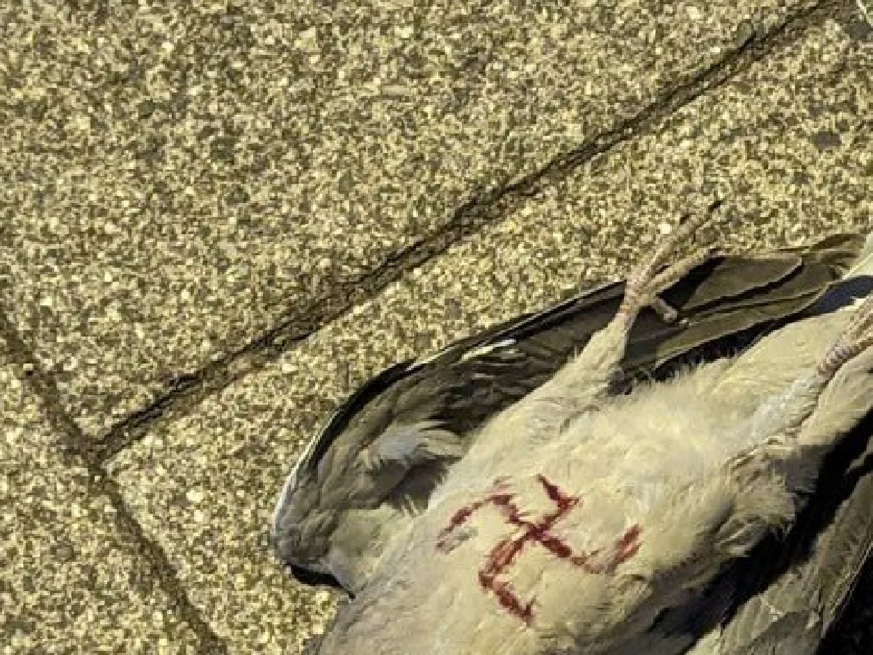 The dead pigeon in High Street, St Neots, with Nazi Swastika, is one of two found in the town in on Tuesday.