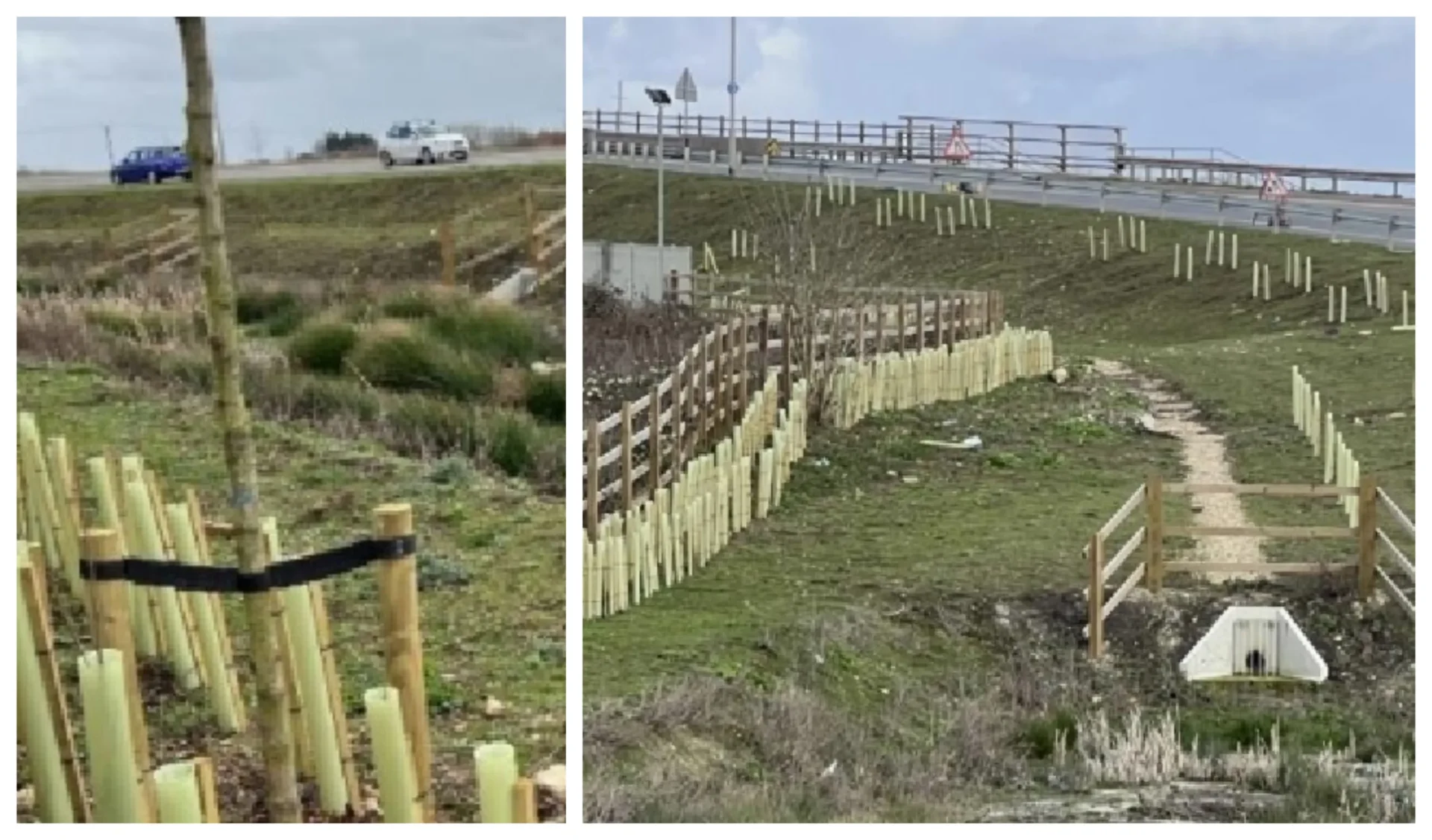 Site Photographs illustrating the existing landscape buffer with the enhanced drainage associated with Ralph Butcher Causeway