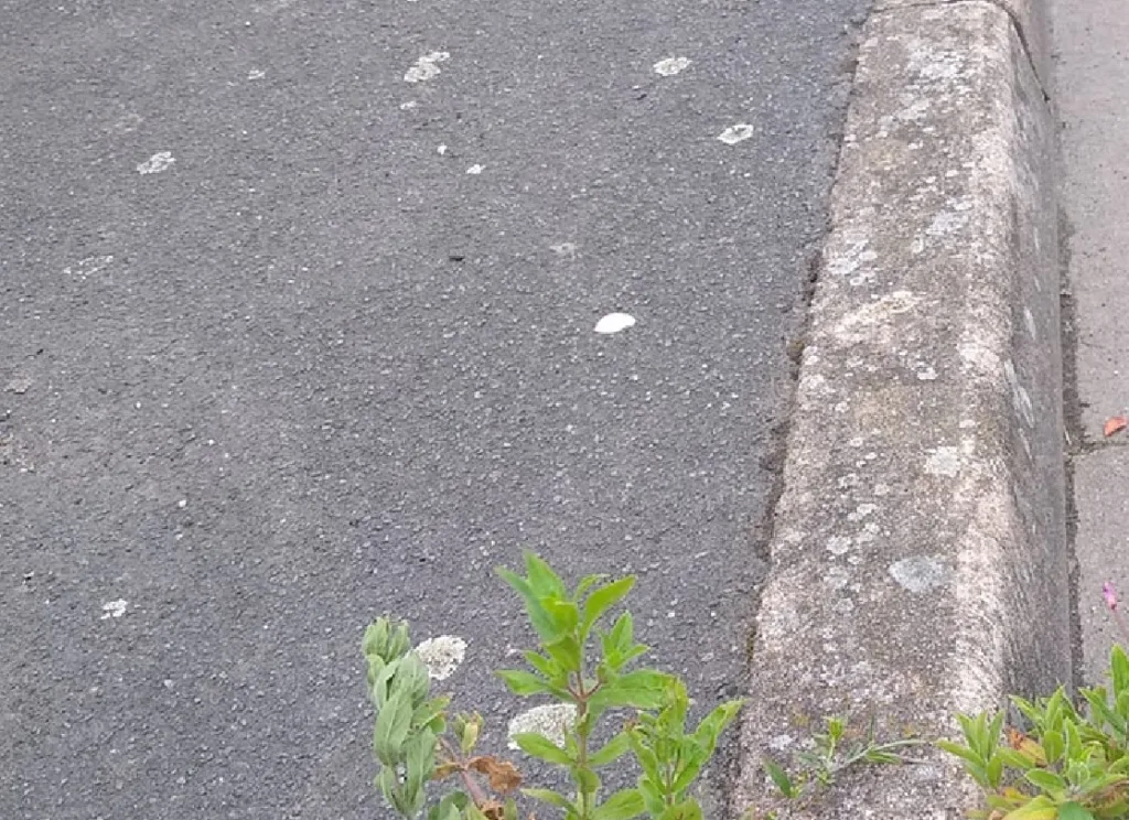 Areas like this one in Fenland need sorting says petition organisers