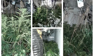 261 cannabis plants and half a kilo of cannabis worth up to about £220,000 were found throughout the house, along with Zefi hiding in the loft.