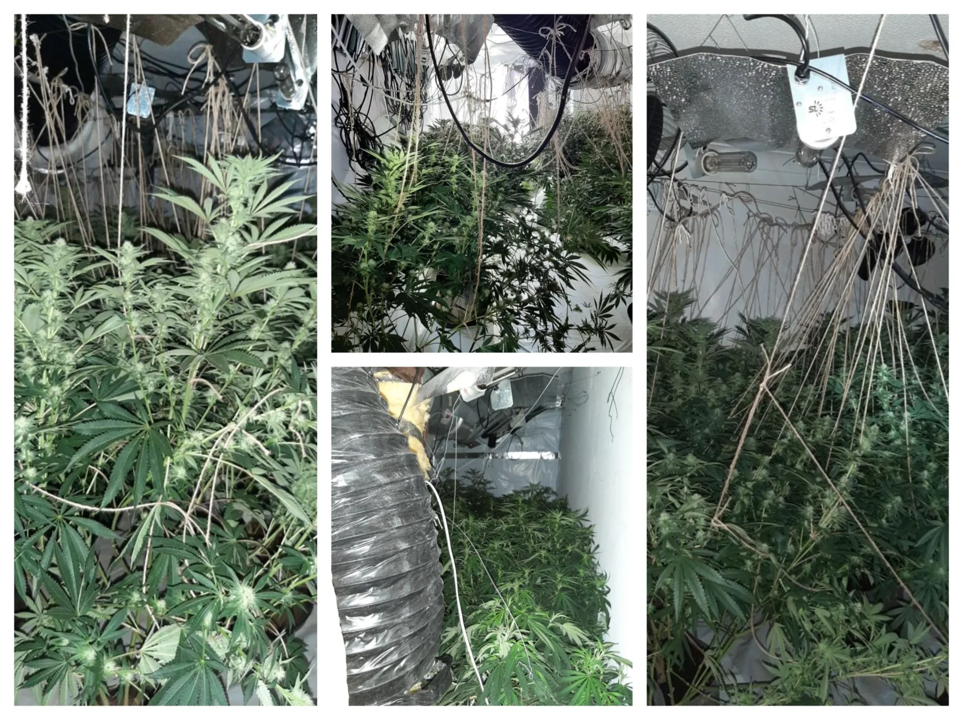zefi 5 - News for Peterborough and Cambridgeshire News for Peterborough and Cambridgeshire - 261 cannabis plants and half a kilo of cannabis worth up to about £220,000 were found throughout the house, along with Zefi hiding in the loft.
