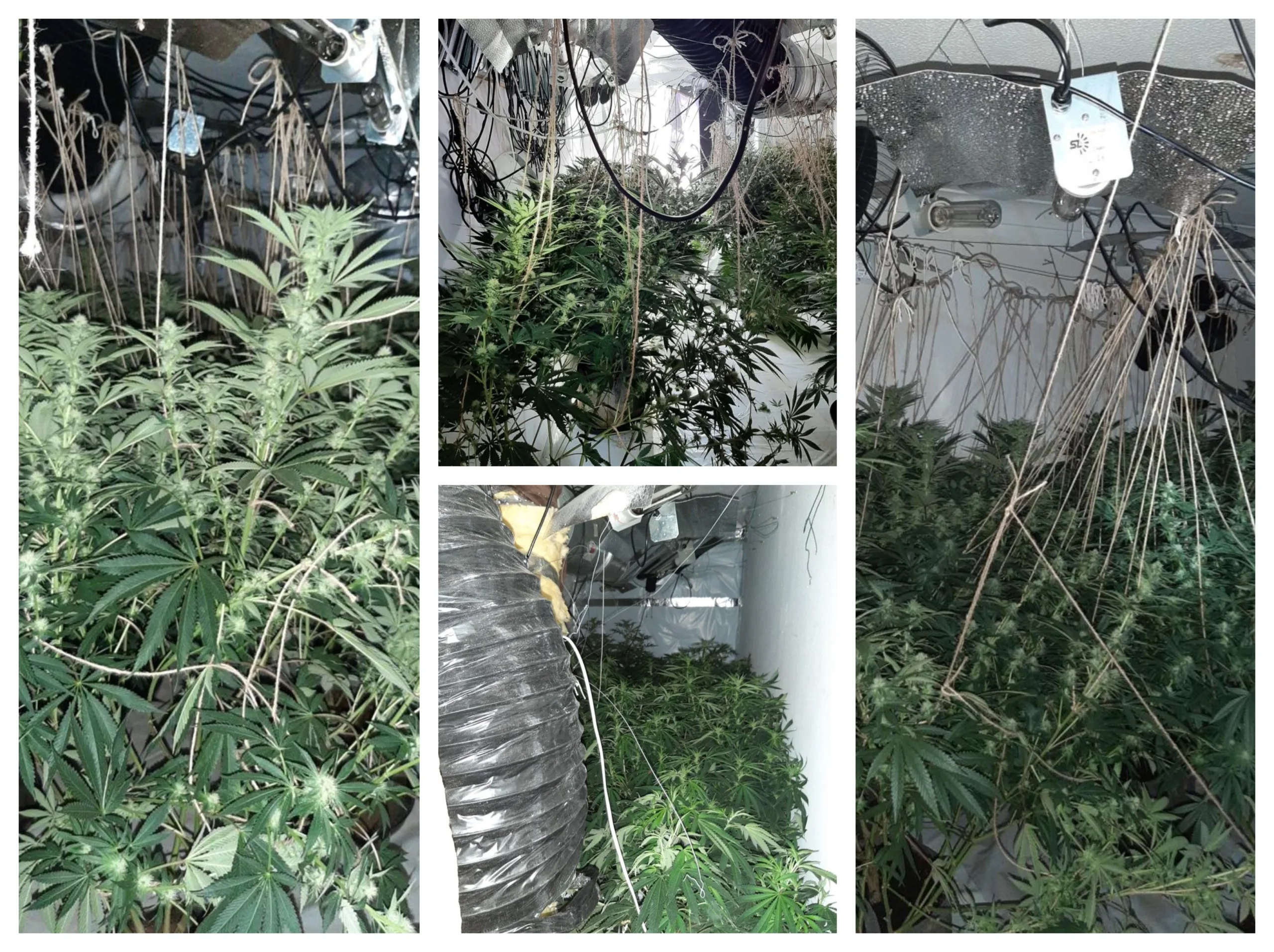 261 cannabis plants and half a kilo of cannabis worth up to about £220,000 were found throughout the house, along with Zefi hiding in the loft. 261 cannabis plants and half a kilo of cannabis worth up to about £220,000 were found throughout the house, along with Zefi hiding in the loft.