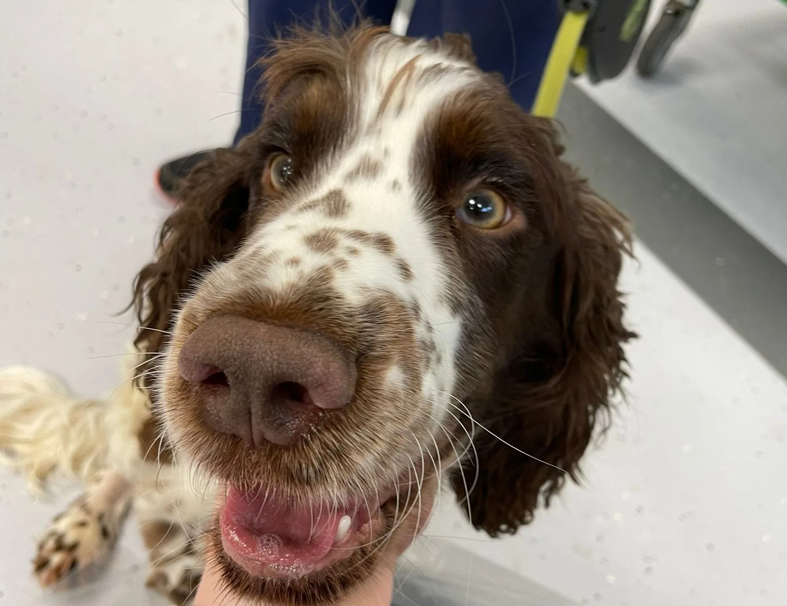 Pumpkin was very poorly with tetanus and his life was saved by a multi-disciplinary approach by DWR Veterinary Specialists. Pumpkin was very poorly with tetanus and his life was saved by a multi-disciplinary approach by DWR Veterinary Specialists.