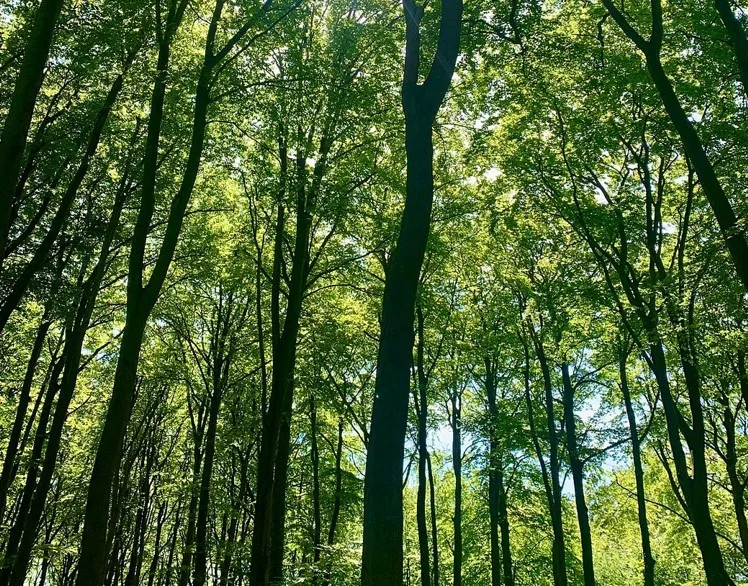 The victim was walking in Beechwood Nature Reserve, Great Shelford, at about 10am on Friday (22 September). the victim was walking in Beechwood Nature Reserve, Great Shelford, at about 10am on Friday (22 September).