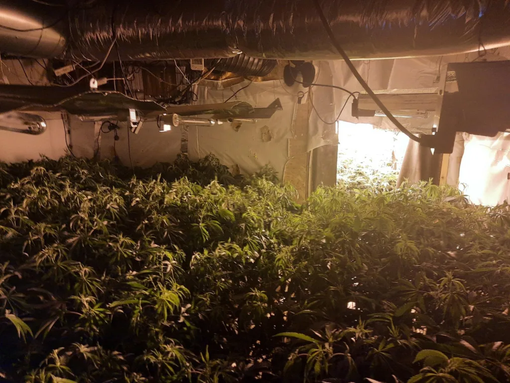 Cannabis plants – 1,375 of them – found by police at Shelford Bottom near Cambridge.