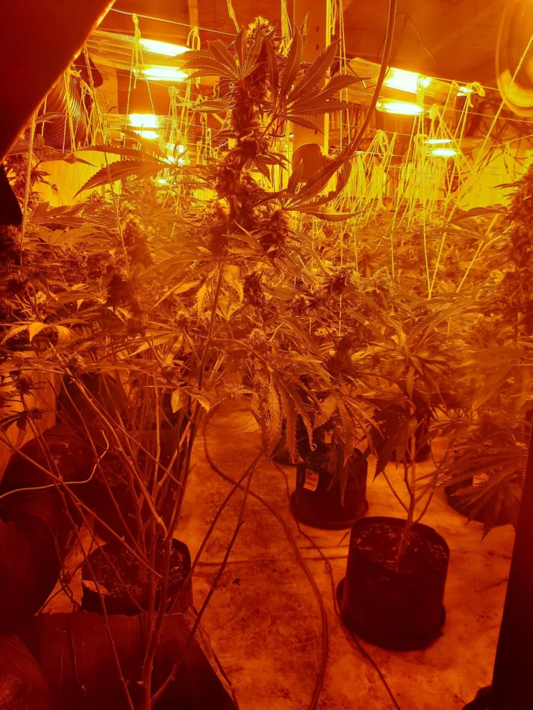 Cannabis plants – 1,375 of them – found by police at Shelford Bottom near Cambridge.