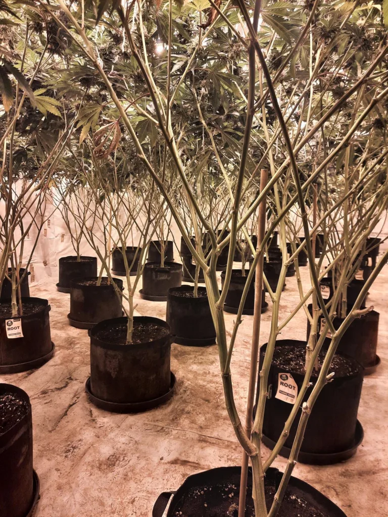 Cannabis plants – 1,375 of them – found by police at Shelford Bottom near Cambridge.