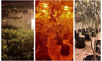 Cannabis plants – 1,375 of them – found by police at Shelford Bottom near Cambridge.