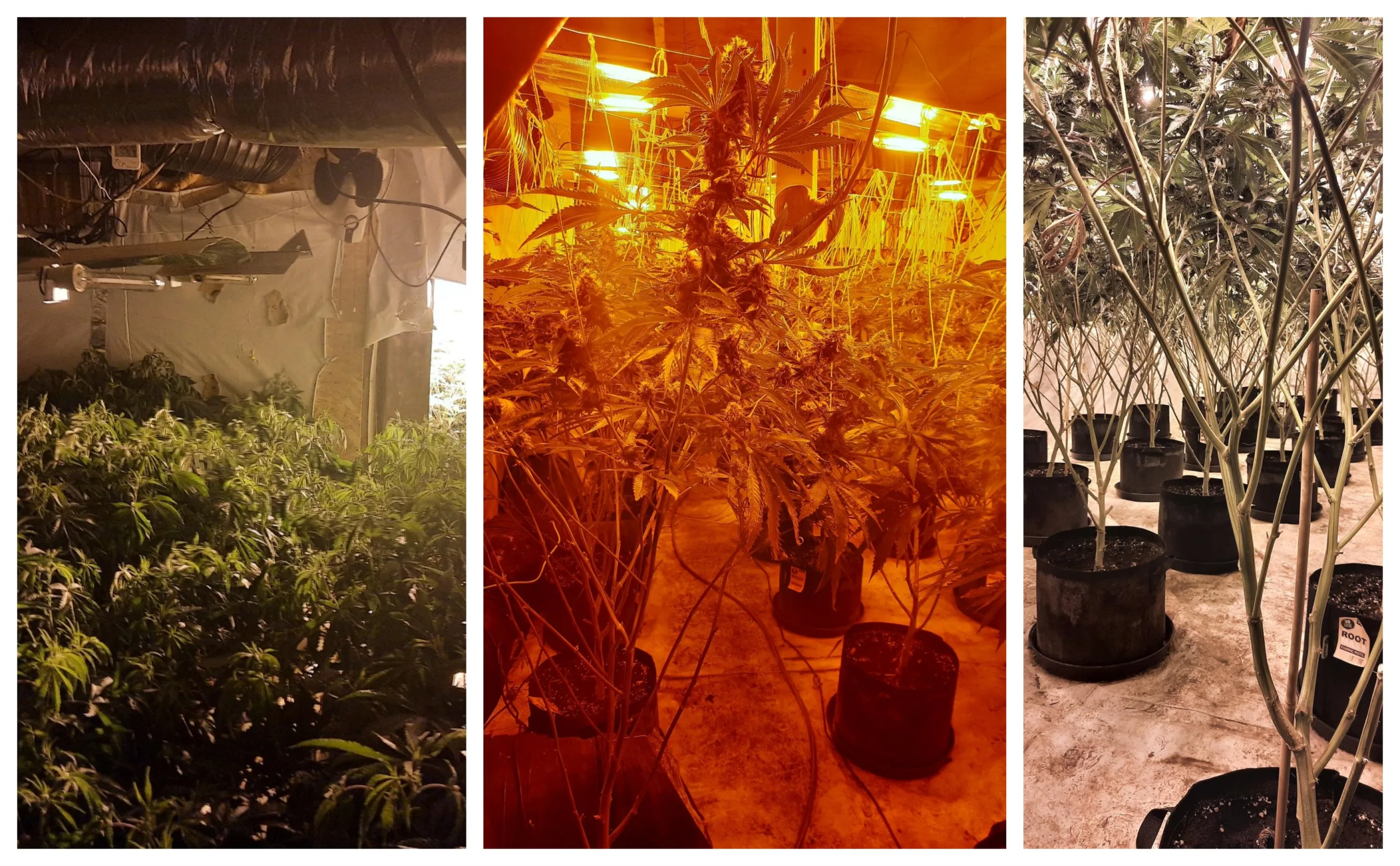 Cannabis plants – 1,375 of them – found by police at Shelford Bottom near Cambridge. Cannabis plants – 1,375 of them – found by police at Shelford Bottom near Cambridge.